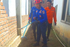 Sedang Main, Seorang Anak di Lubuk Linggau Hampir Dipatuk Ular Sepanjang Sekitar 1 Meter 