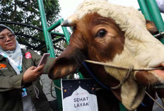 Jelang Idul Adha, Distan Kota Lubuklinggau Pastikan Kesehatan Hewan Kurban Kantongi SKKH