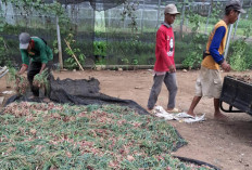 Lahan Pertanian Kota Lubuk Linggau Ternyata Cocok Ditanam Bawang