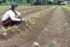  Ini Alasan Petani Singkong di Musi Rawas Beralih Tanam Terong Lalap 