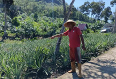 Warga Desa Sukorejo Sukses Tanam Nanas Tumpang Sari dengan Pohon Sawit