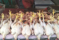 Harga Ayam di Pasar Bukit Sulap Mulai Turun, Pedagang dan Pelaku Usaha Kuliner Bernapas Lega