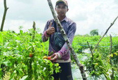 Tumpang Sari Tanaman Cabai dengan Tanaman Tomat Untungkan Petani di Musi Rawas