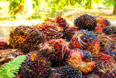 Bupati Muratara Pantau Harga TBS Kelapa Sawit, Naik Jadi Rp 3.100 per Kg