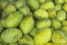 Buah Kweni Asal Bengkulu Ramai Dijual di Pasar Bukit Sulap