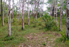 Luas Kebun Karet di Musi Rawas Turun Signifikan