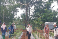 Kiat Atasi Hama Penyakit Layu Fusarium ala POPT Tugumulyo Musi Rawas