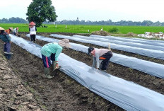 Warga Musi Rawas Ini Mulai Tanam 3.000 Batang Buah Melon untuk Persiapan Panen Menjelang Idul Fitri   