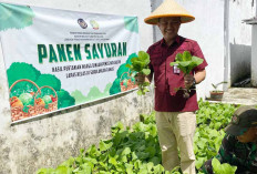 Ketahanan Pangan di Lapas Surulangun Rawas Sukses, Berhasil Panen Sayuran 50 Kg Sawi