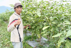 Berhenti Bekerja Di Mebel, Kini Asep Setiawan warga Kelurahan B Srikaton Sukses Bertani Terong Ungu