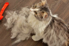 Pecinta Kucing Wajib Terapkan 10 Tips Ini Agar Bulu Kucing Tidak Rontok 