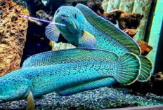 Ikan Sultan Air Tawar, Inilah 5 Jenis Ikan Channa Termahal yang Ada di Indonesia