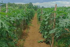 Petani Musi Rawas, Sukses Budidaya Hortikultura Dengan Cara Tumpangsari