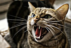 Cat Lovers harus tahu, Inilah 4 Penyebab Apabila Kucing Tiba-tiba Menjadi Agresif 