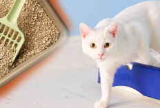 Kucing Pup Sembarangan Cegah dengan 5 Tanaman Rumah ini Juga Bikin Makin Cantik, Ini Rekomendasinya