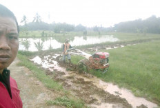 Petani Desa Air Lesing, Berharap Adanya Bantuan Mesin Bajak Sawah