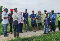 Kendalikan Hama Tikus, Petani Diajak Untuk Tanam Padi Secara Serentak