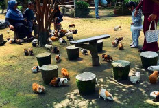 Wisata Edukatif Musim Libur Sekolah, Dapatkan Pengalaman Edukasi Satwa Memadukan Kesejukan Udara