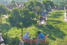 Tanam Kelengkeng, Warga Musi Rawas Raup Cuan Puluhan Juta Rupiah