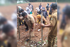 Dukung Swasembada Pangan 2025, Camat Tugumulyo Bersama Forkopimcam Laksanakan Tanam Jagung Serentak