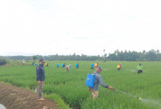  Produksi Padi Kota Lubuk Linggau Tahun 2024 Diperkirakan Meningkat  