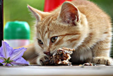 Inilah 3 Cara Memberi Makan Kucing pada Saat Sedang Mudik