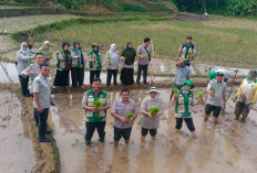 Produksi Naik, Pasokan Aman, Harga Beras Dipengaruhi Biaya Produksi 