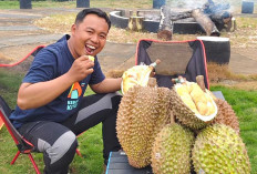 Ubah Durian Lokal Jadi Varietas Premium Petani Musi Rawas Gunakan Metode Top Working 