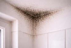 Ada Black Mold di Rumah Kalian, Ini Cara yang Tepat Membersihkannya 