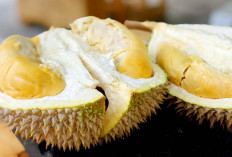 Durian dari Berbagai Daerah dengan Kekhasannya, ini Berbagai Jenis Durian di Indonesia