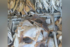 Minat Ikan Asin Kulit Pari Masih Tinggi di Pasar