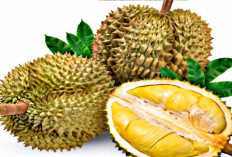  Selain Enak, Ternyata Buah Durian Memiliki Banyak Manfaat Loh, Yuks Simak Disini