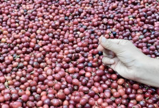 8 Daerah Penghasil Kopi Terbaik di Indonesia, Sumatera Selatan Masuk dalam Kebanggaan Nusantara