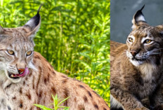 Cat Lovers Wajib Tahu! Inilah 4 Jenis Kucing Lynx yang Langkah dan Hampir Punah