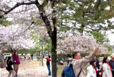 Viral! Turis Asal Indonesia Diduga Rusak Pohon Sakura Di Jepang Jadi Sorotan Dunia