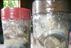 Ikan-ikan Jenis ini Cocok Dibuat Bekasam, Kuliner Khas Sumatera Selatan