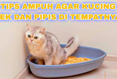 Catat Tips Ini, 10 Tips Agar Kucing Tidak Bab dan Bak Sembarangan Lagi di Rumah