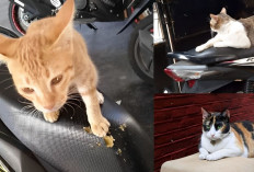 Inilah 4 Alasan Kenapa Kucing Mencakar Jok Motor, Cat Lovers Harus Tahu