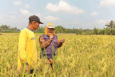 PPL Air Satan Musi Rawas Rutin Monitoring OPT Tanaman Padi Fase Generatif