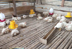 Pemdes Donorejo Optimalkan Dana Desa Lewat Program Jagung Desa dan Kandang Ayam