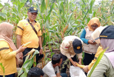 Diserang Hama Petani di Kecamatan Selangit Kapok Tanam Padi