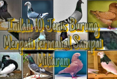 Inilah 10 Jenis Burung Merpati Termahal Sampai Harga 2,5 Miliaran