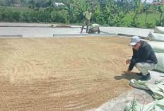Bulog Serap 8.900 Ton Gabah Petani dari Musi Rawas, Lubuk Linggau dan Muratara