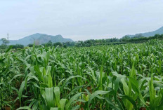 Masuk Musim Hujan, Petani Jagung di Musi Rawas Cemas