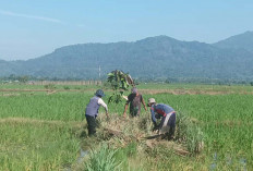 Padi Diserang Hama Tikus, Agar Produksi Gabah Tetap Terjaga Poktan Tani Maju G1 Mataram Musi Rawas Lakukan Ini