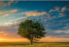 Manusia dan Bumi: Kisah Saling Ketergantungan yang Abadi