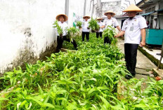 Panen Kangkung Ini Cara Lapas Kelas III Sarolangun Rawas Wujudkan Program Ketahanan Pangan