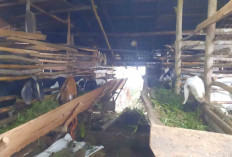 Warga Musi Rawas Sukses Ternak Kambing Jawa Randu, Tembus Rp 2 Juta Per Ekor