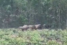Kawanan Gajah Mulai Menjauh, Petani di Tri Anggun Jaya Musi Rawas Kini Bernapas Lega