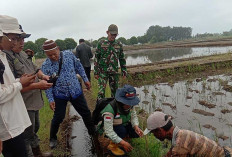 Jaga Hasil Produksi Tanaman Padi Tetap Tinggi, Petani Hingga PPL di MUsi Rawas Lakukan Gerdal Hama Tikus